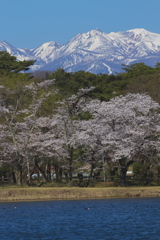 南湖公園の春