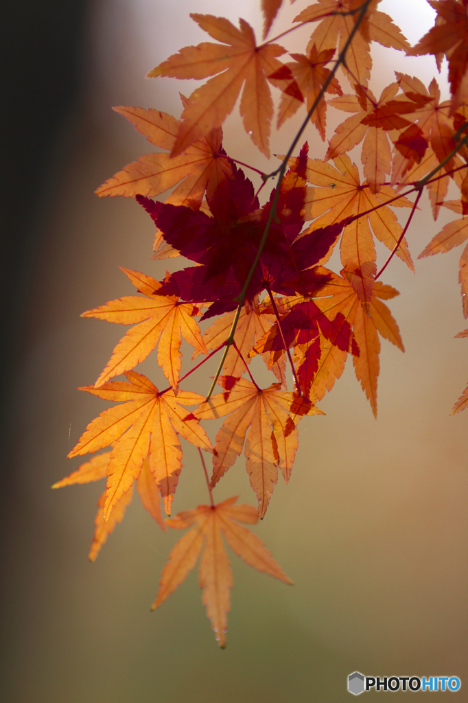 紅葉