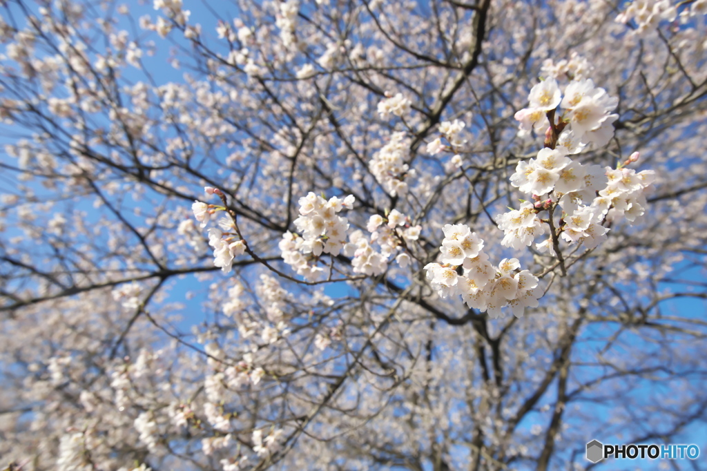 碧天に映える薄墨桜