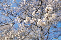 碧天に映える薄墨桜