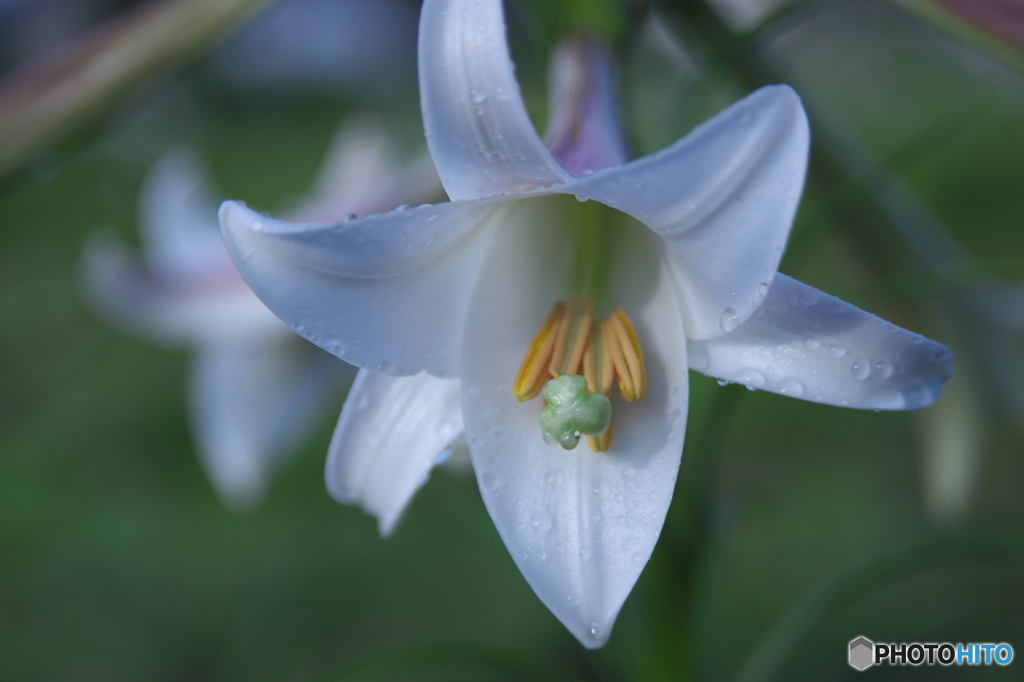 タカサゴユリ　♫