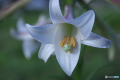 タカサゴユリ　♫