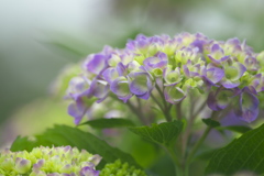 紫陽花