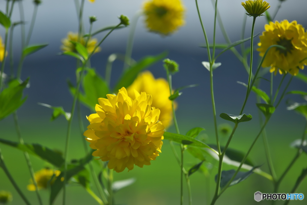 路傍の花　　ロ