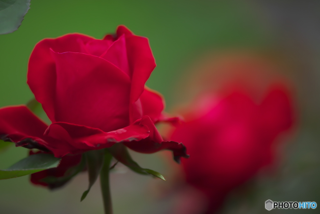 深紅の薔薇　イ