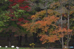 公園の紅葉