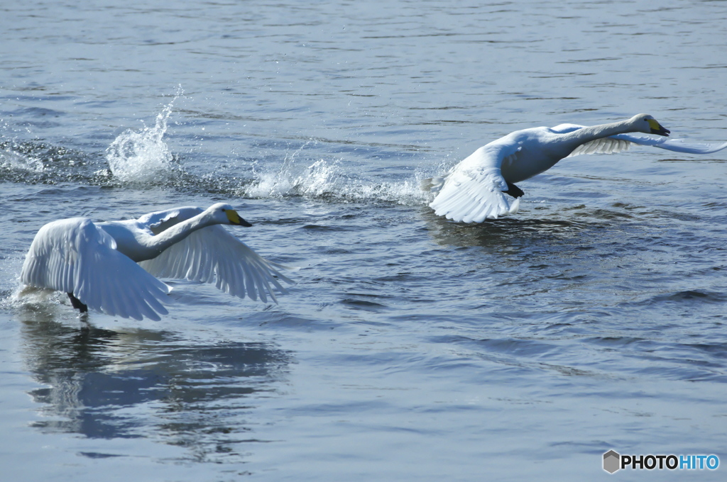 清流の白鳥
