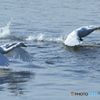 清流の白鳥