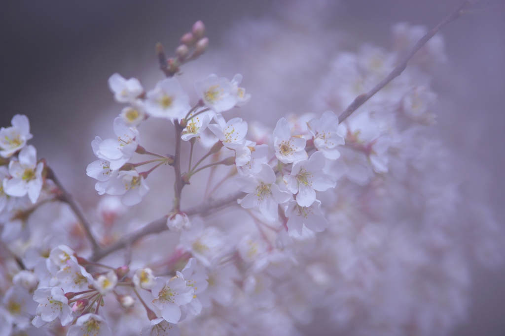 薄墨桜　弐