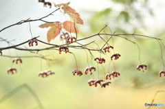 ツリバナ ツリバナ