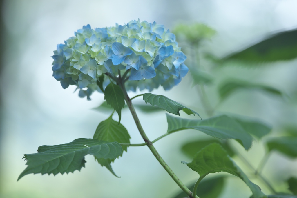 旬の花紫陽花　壱