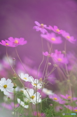 コスモス コスモス