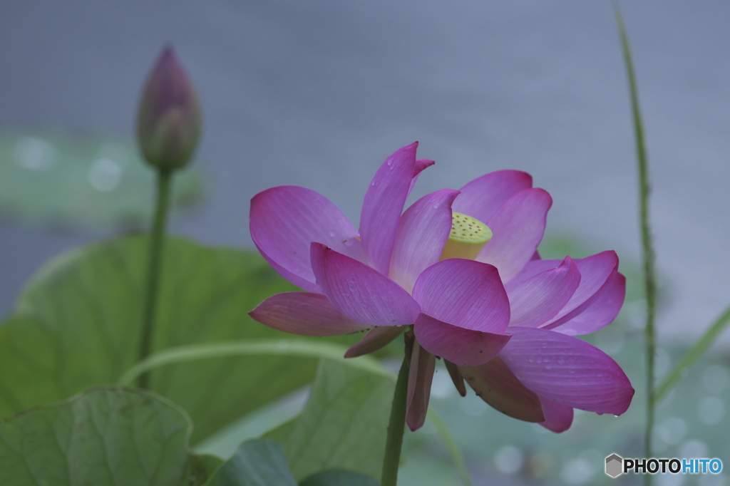 親水公園の蓮　ニ