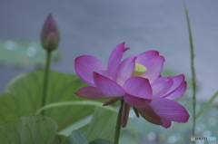 親水公園の蓮 ニ 親水公園の蓮 ニ