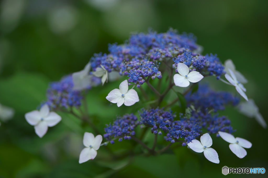 雨引観音の紫陽花　　b