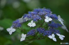 雨引観音の紫陽花　　b