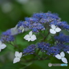 雨引観音の紫陽花　　b