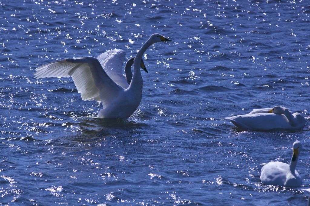 北へ帰って行った白鳥　弐
