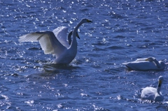 北へ帰って行った白鳥　弐