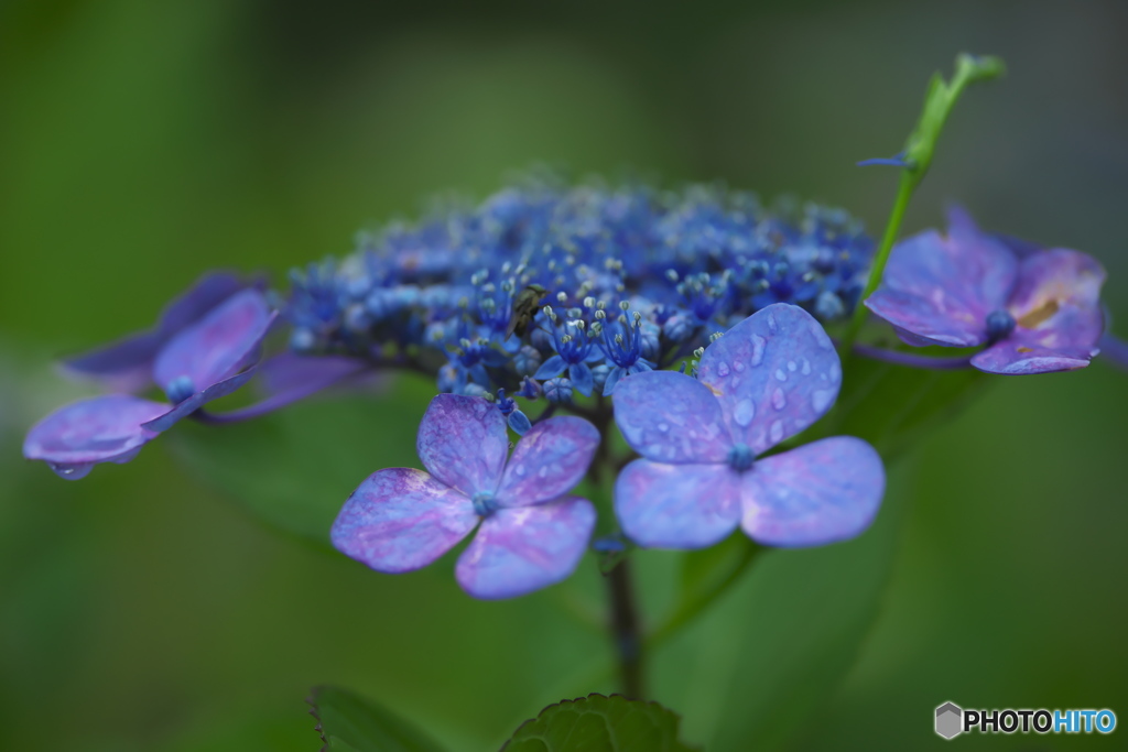 額紫陽花　　イ