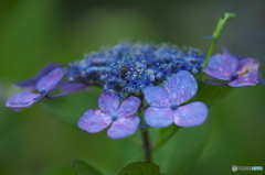 額紫陽花　　イ