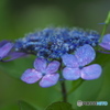 額紫陽花　　イ