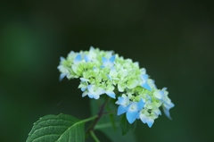 佐沼サンビーチの旬の花　四