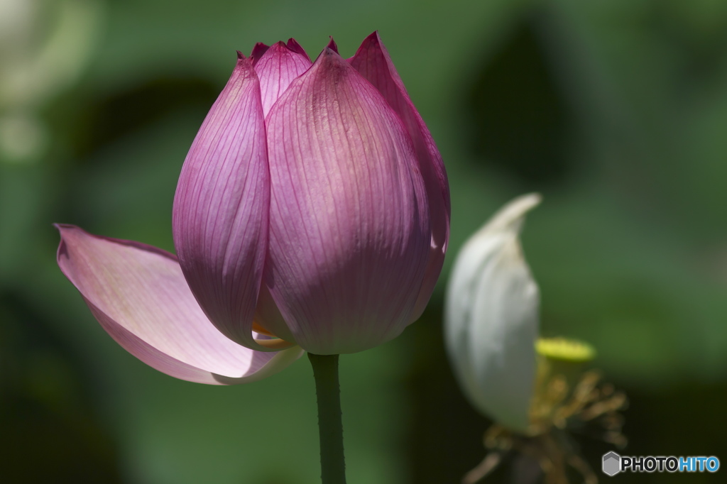 偶然見つけたハス田　Ⅱ