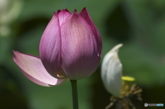 偶然見つけたハス田　Ⅱ