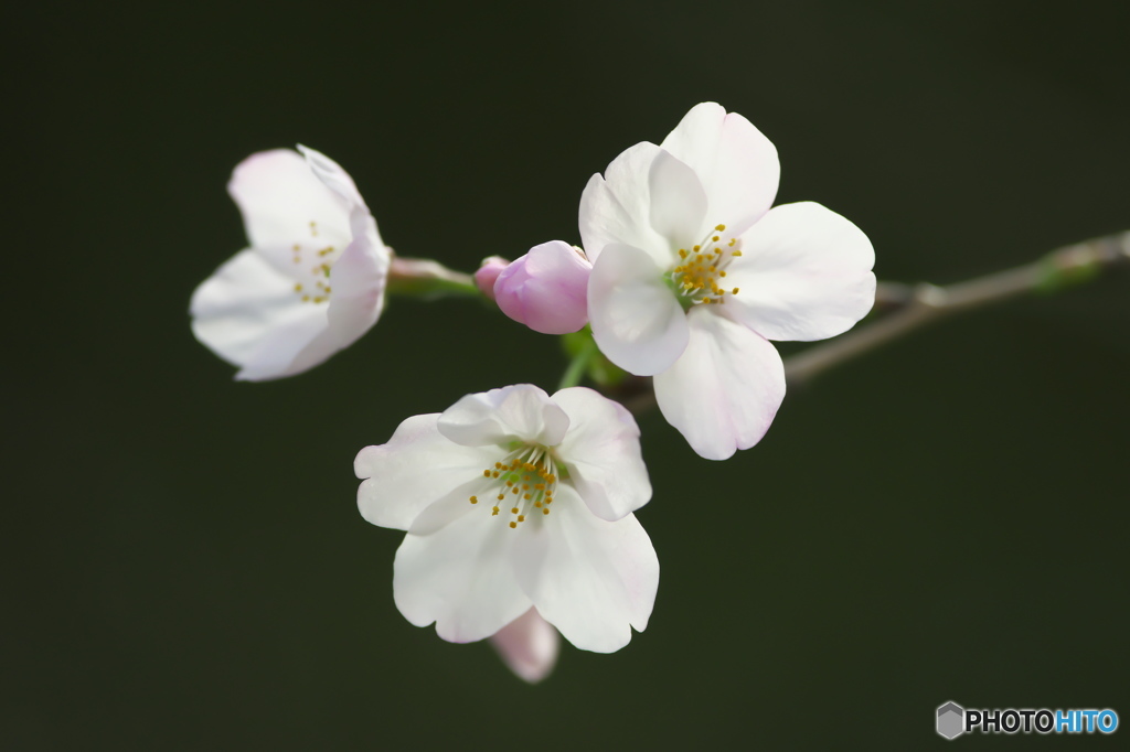 河川敷に咲く桜