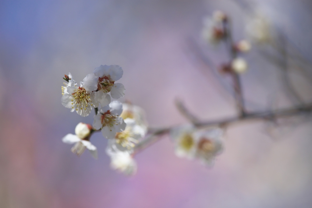 知名度の低い城址公園の白梅　Ⅳ