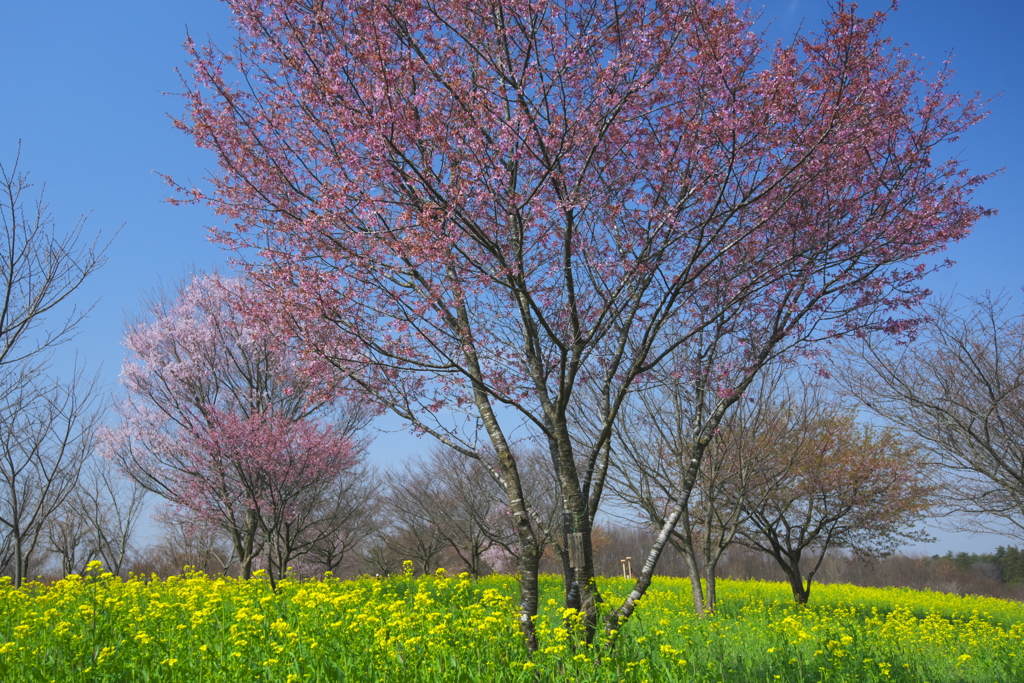 桜と菜の花 い