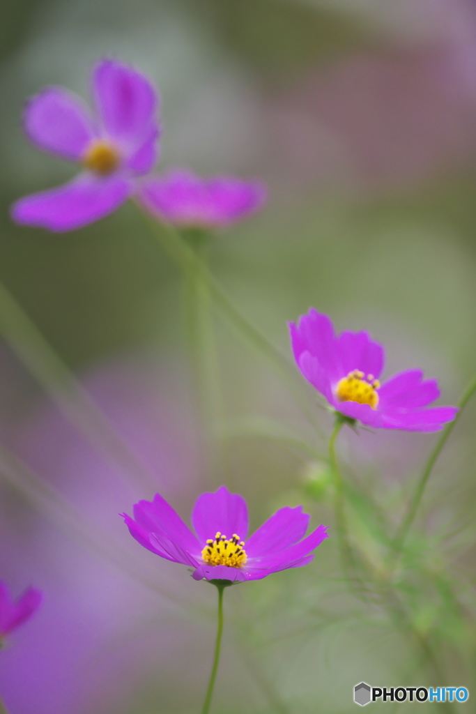 ピンクのコスモス