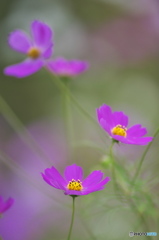 ピンクのコスモス