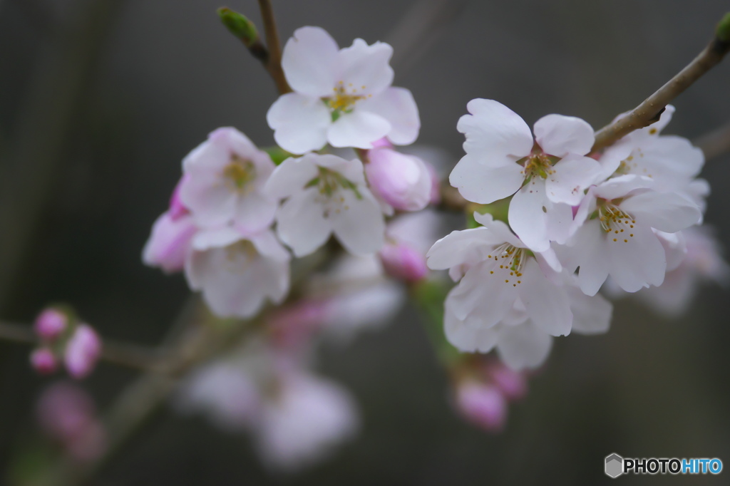桜川の桜