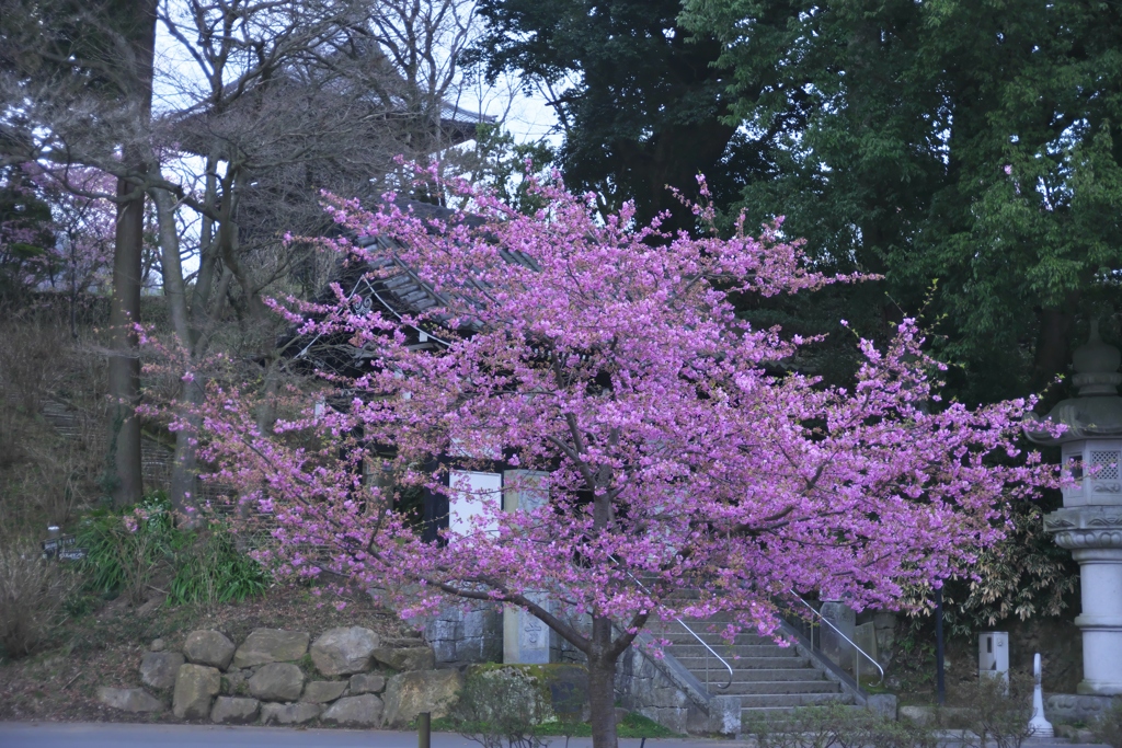 春爛漫の桜色　参