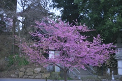 春爛漫の桜色　参