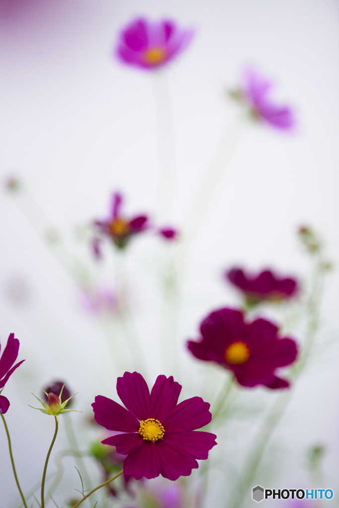 河川敷のコスモス