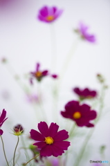 河川敷のコスモス 河川敷のコスモス