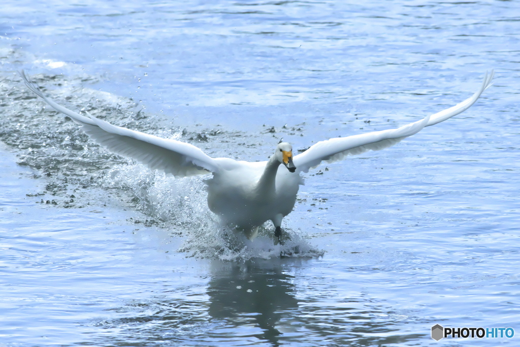 清流の白鳥