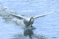 清流の白鳥