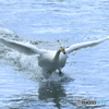 清流の白鳥