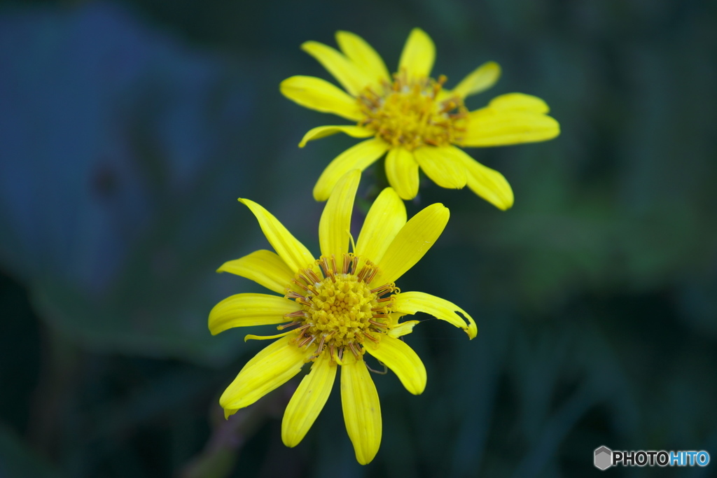 古いバリオゾナーで撮った花