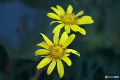 古いバリオゾナーで撮った花