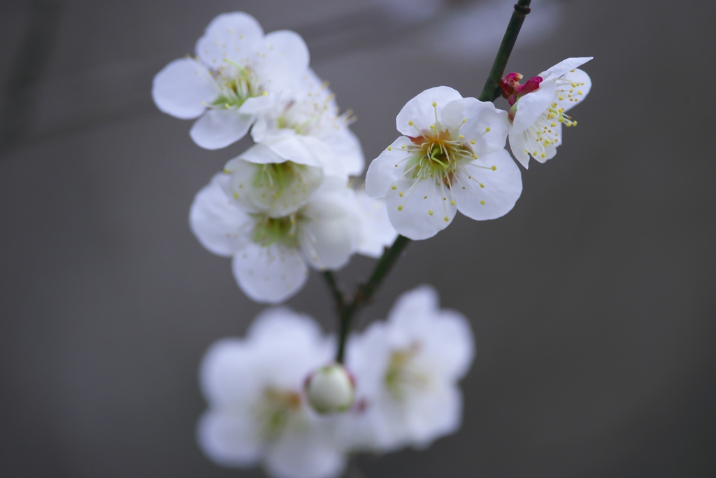 近くのお寺の梅の花　弐