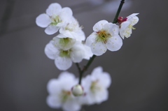 近くのお寺の梅の花　弐