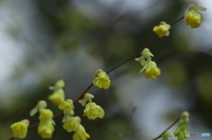 公園に咲く花