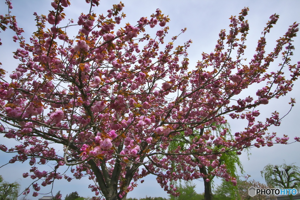 親水公園の八重桜