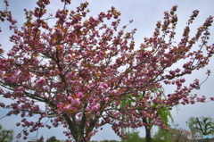 親水公園の八重桜