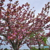 親水公園の八重桜